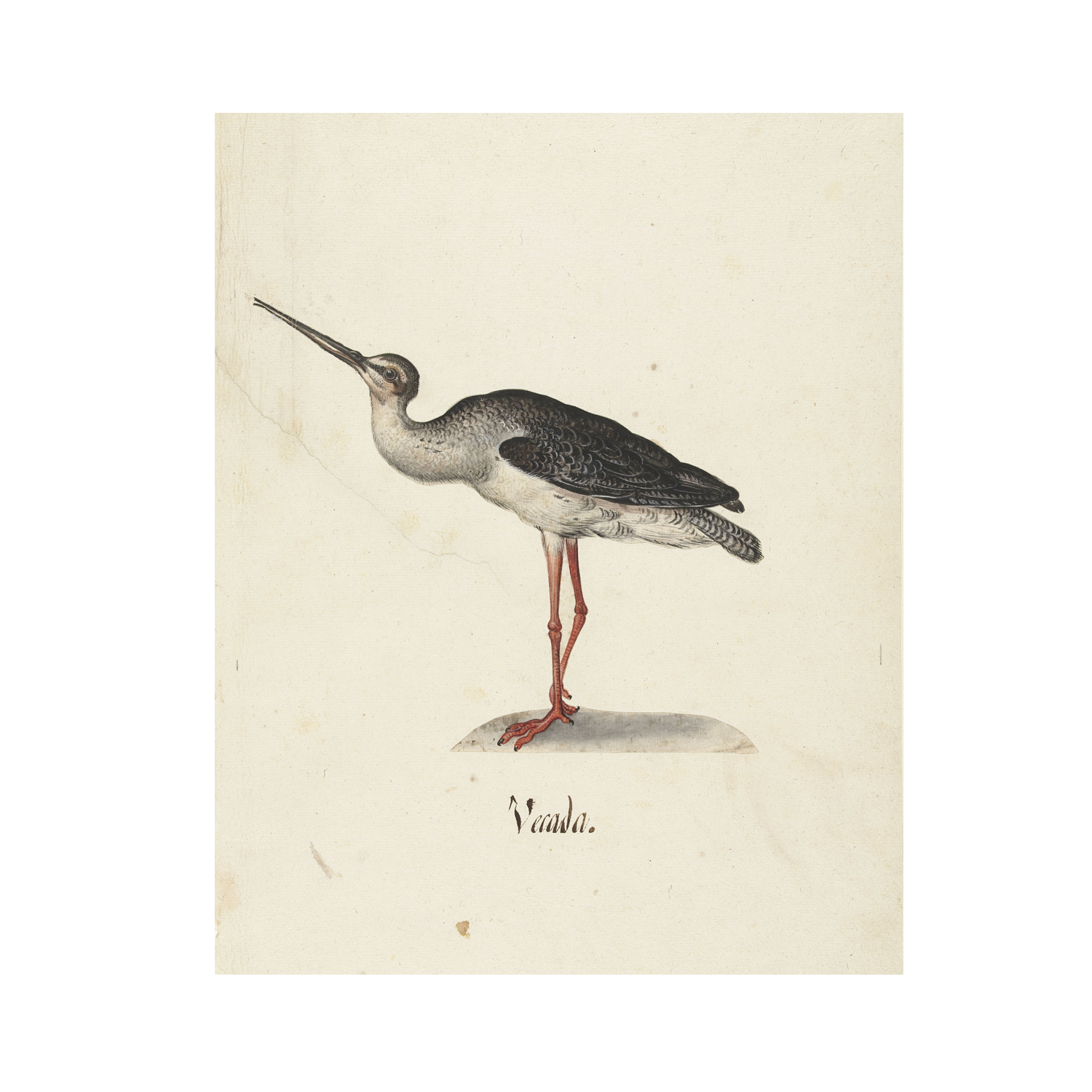 An illustration of a wading bird with long red legs and a slender, pointed beak, labeled "Vandra." The bird features a grayish body with speckled wings and stands on a small patch of ground against a light background, perfect as wall art on Lustre surface paper. Enjoy this exquisite depiction through the *Black Rider Vintage Print*.