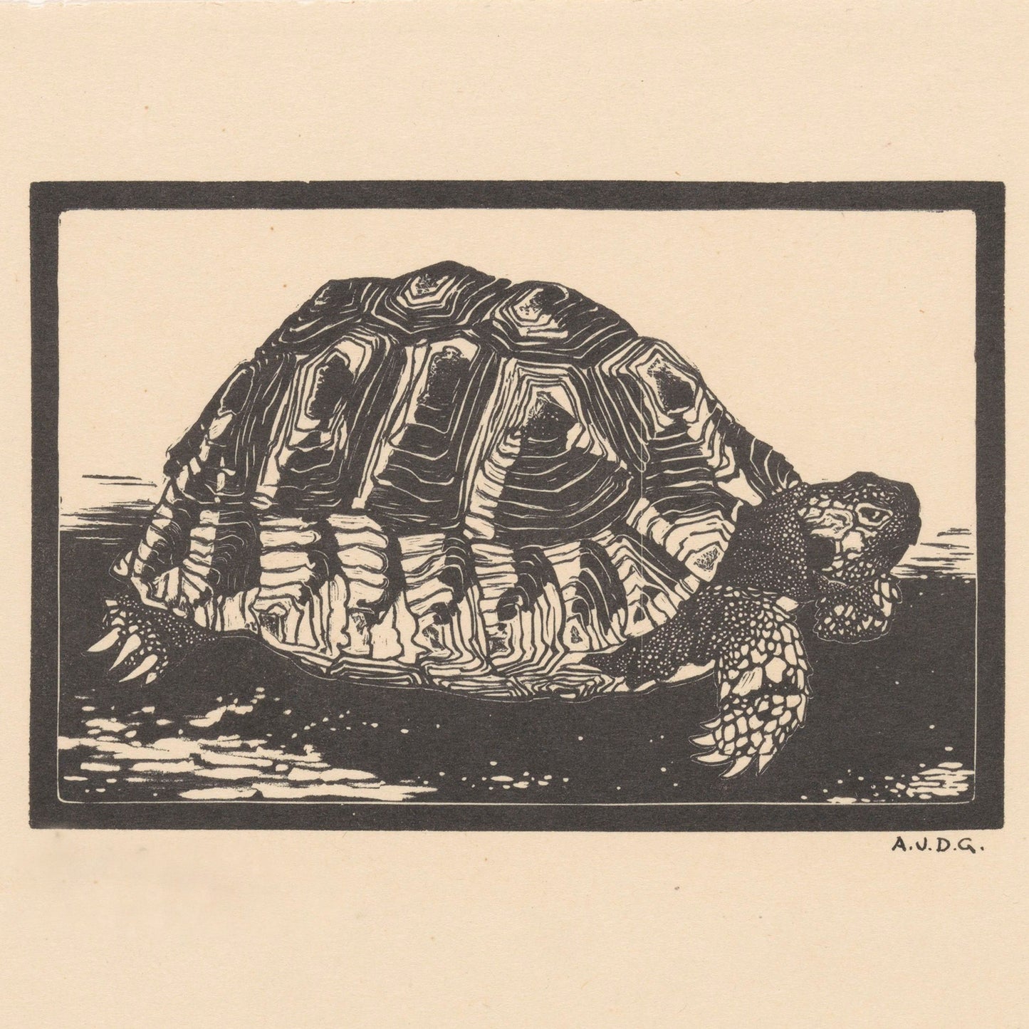 The "Turtle by Julie de Graag Print" showcases a black and white illustration of a tortoise, intricately detailed with lines and patterns on its shell and body, set against a plain background. Ideal for wall art, the image is framed by a rectangular border with the initials A.N.D.G. displayed in the bottom right corner.