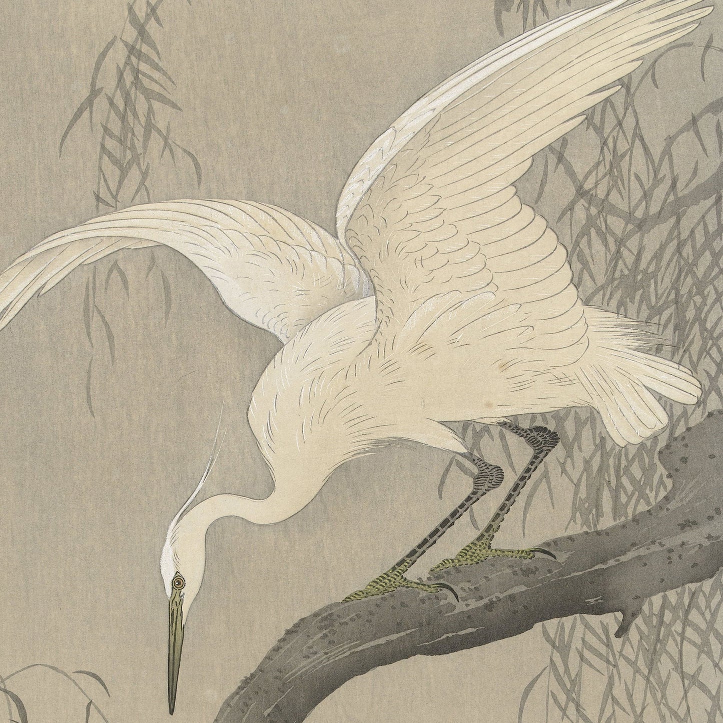 The "White Heron on Tree Branch by Ohara Koson | Vintage Japanese Print" presents an intricate illustration reminiscent of a Japanese woodblock print, capturing a white heron perched elegantly on a tree branch with its wings partially spread. The bird's long neck arches gracefully downward as if peering at the ground, set against a backdrop of delicate, wispy branches that might belong to a willow tree.